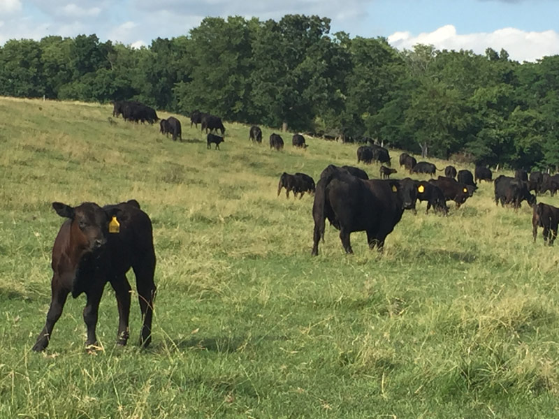 Exportadores de carne angus americana